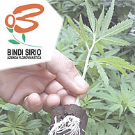 BINDI SIRIO AZIENDA FLOROVIVAISTICA